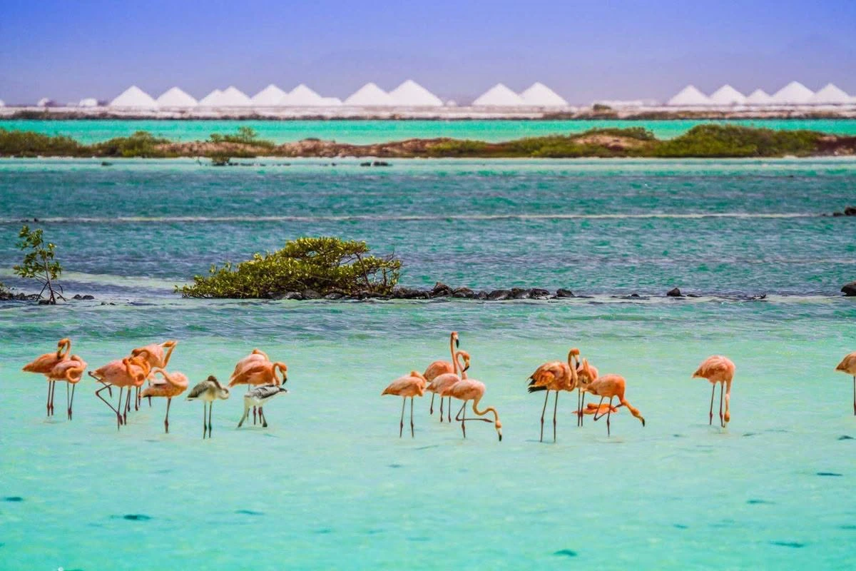 Flamingos across a turquoise Bahamian lagoon